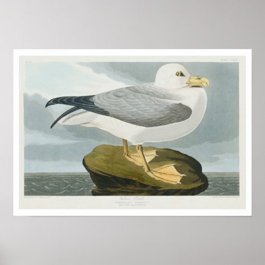 Fulmar Petrel von Audubon Poster (Vorne)