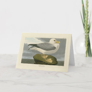 Fulmar Petrel von Audubons Vögeln von Amerika Karte