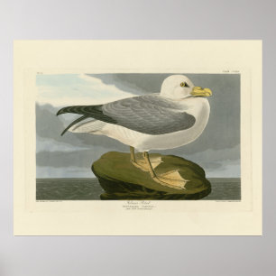 Fulmar Petrel von Audubons Vögeln von Amerika Poster