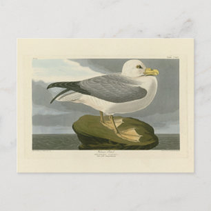 Fulmar Petrel von Audubons Vögeln von Amerika Postkarte