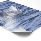 Fulmar steigt bis zur Oberfläche Fotodruck (Ecke)