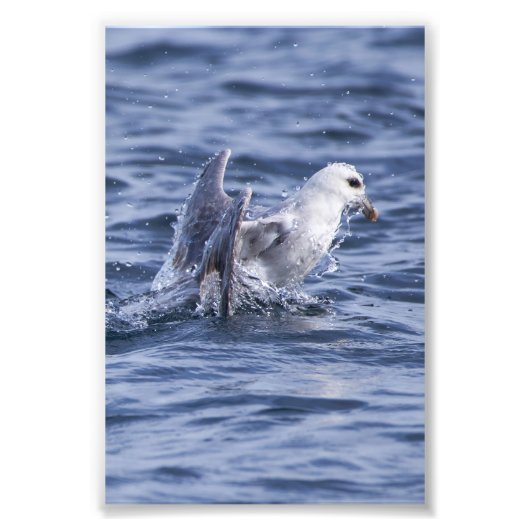 Fulmar steigt bis zur Oberfläche Fotodruck (Vorne)