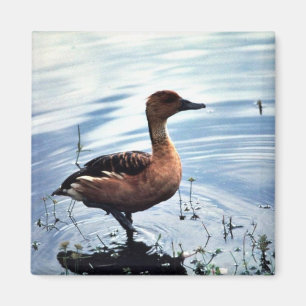 Fulvous pfeifende Ente Magnet