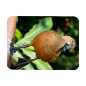 Fulvous pfeift duck on Rail Magnet (Horizontal)