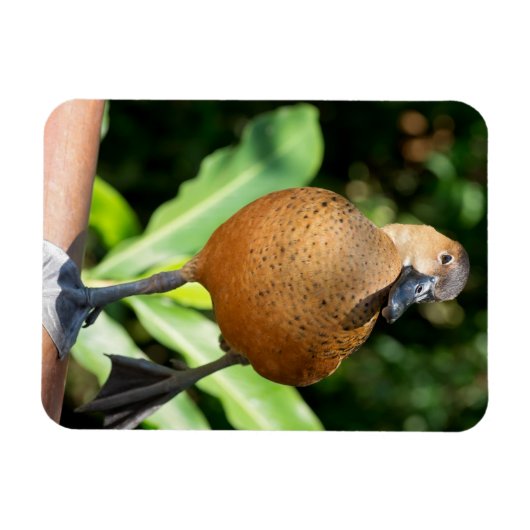 Fulvous pfeift duck on Rail Magnet (Horizontal)