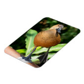 Fulvous pfeift duck on Rail Magnet (Linke Seite)