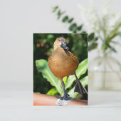 Fulvous pfeift duck on Rail Postkarte (Stehend Vorderseite)