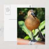 Fulvous pfeift duck on Rail Postkarte (Vorne/Hinten)