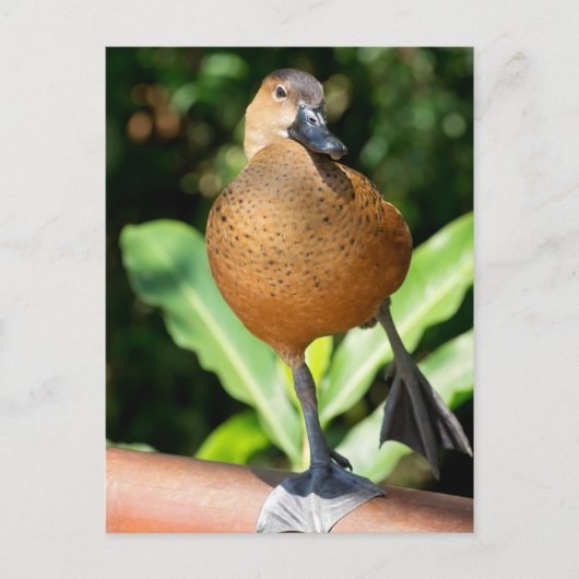 Fulvous pfeift duck on Rail Postkarte (Vorderseite)