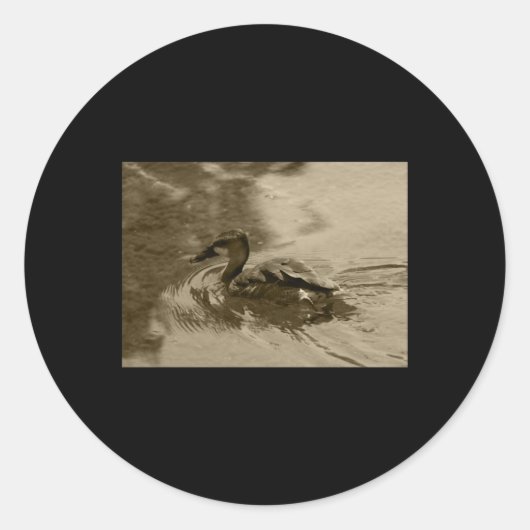 Fulvous Pfistling Duck Valencia Tint Sticker (Vorderseite)