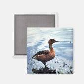 Fulvous Whistling Duck Magnet (Vorderseite/Rückseite)
