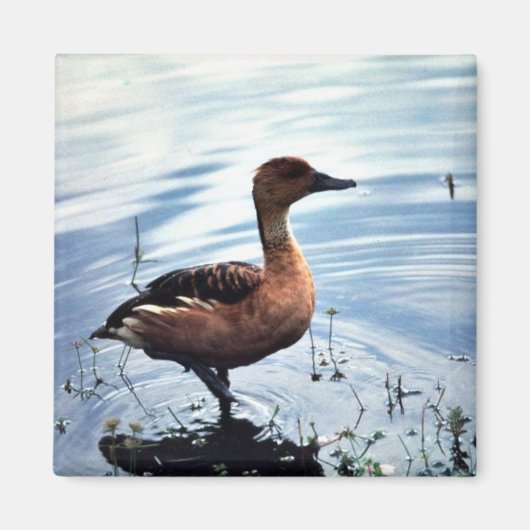 Fulvous Whistling Duck Magnet (Vorne)