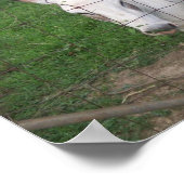 Fun Albino Mule Foto Poster (Ecke)