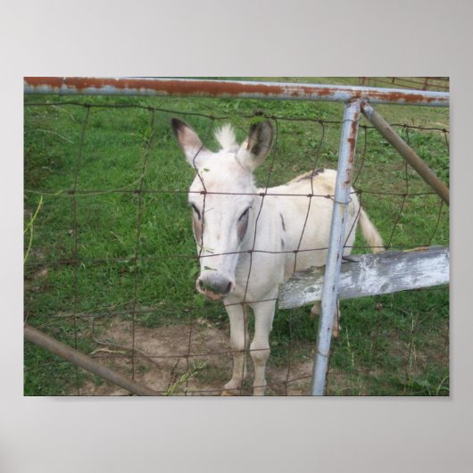 Fun Albino Mule Foto Poster (Vorne)