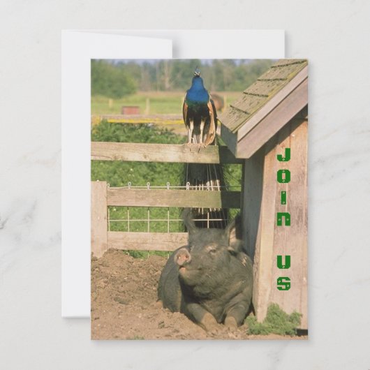 FUN BARNYARD LANDWIRTSCHAFT PARTY PEACOCK & HOG IN EINLADUNG (Vorderseite)