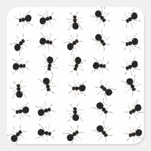 Fun Black Ant Bug Print Quadratischer Aufkleber