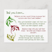 Fun Fakten über Delphine Postkarte (Vorderseite)