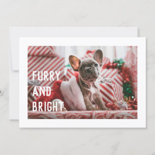 Fun Furry und Helle Moderne Pet Pun Holiday Card Einladung