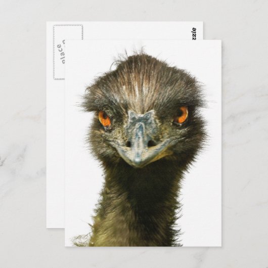 Fun Glaring Emu Nah auf Postkarte (Vorne/Hinten)