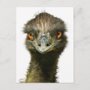 Fun Glaring Emu Nah auf Postkarte