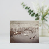 FUN - Zwei Duckpaare Postkarte (Stehend Vorderseite)