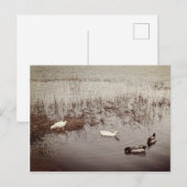 FUN - Zwei Duckpaare Postkarte (Vorne/Hinten)