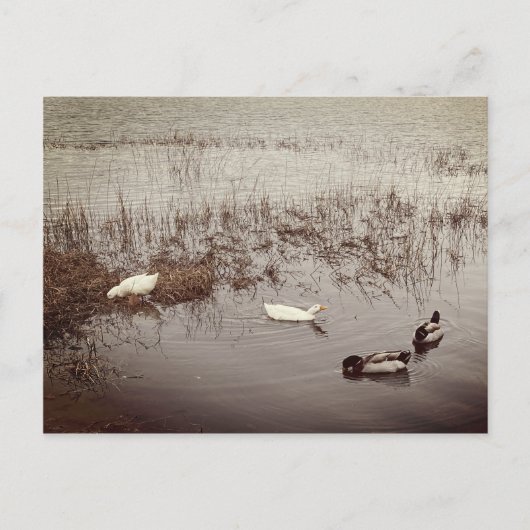 FUN - Zwei Duckpaare Postkarte (Vorderseite)