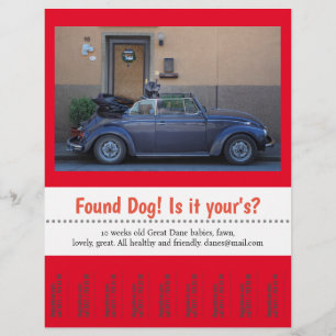 Fundhund Abriss eigener Text Flyer