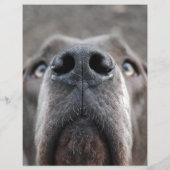 Fundhund Abriss Flyer (Hinten)