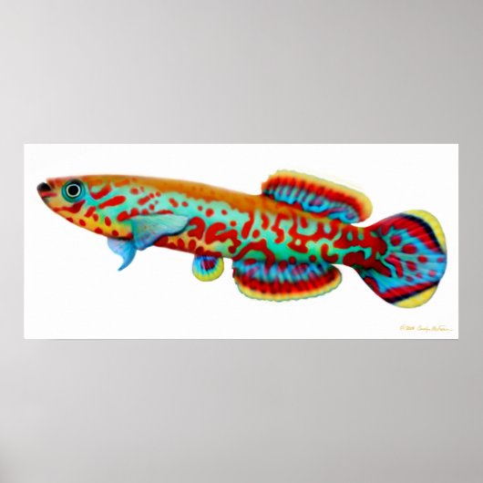 Fundulopanchax Gardneri Killifish Poster (Vorne)