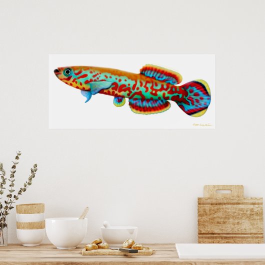 Fundulopanchax Gardneri Killifish Poster (Küche)