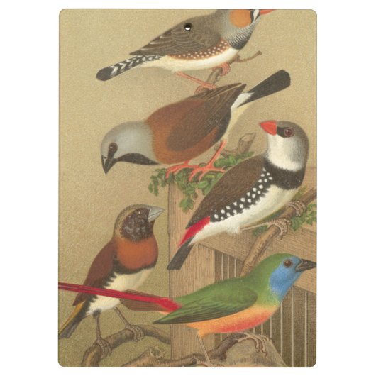 Fünf bunte Tier-Vögel auf einem Zweig Klemmbrett (Rückseite)