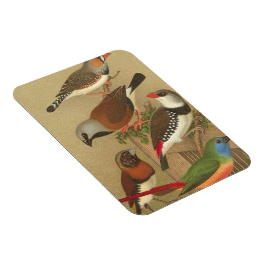 Fünf bunte Tier-Vögel auf einem Zweig Magnet (Rechte Seite)
