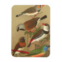 Fünf bunte Tier-Vögel auf einem Zweig