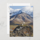 Fünf-Dall-Schafhütten auf einer Klippe Postkarte (Vorne/Hinten)