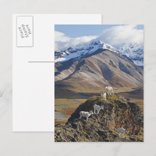 Fünf-Dall-Schafhütten auf einer Klippe Postkarte (Vorne/Hinten)