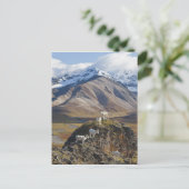 Fünf-Dall-Schafhütten auf einer Klippe Postkarte (Stehend Vorderseite)