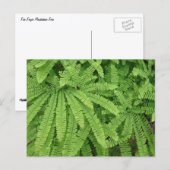 Fünf-Finger-Frauenhaarfarn Postkarte (Vorne/Hinten)