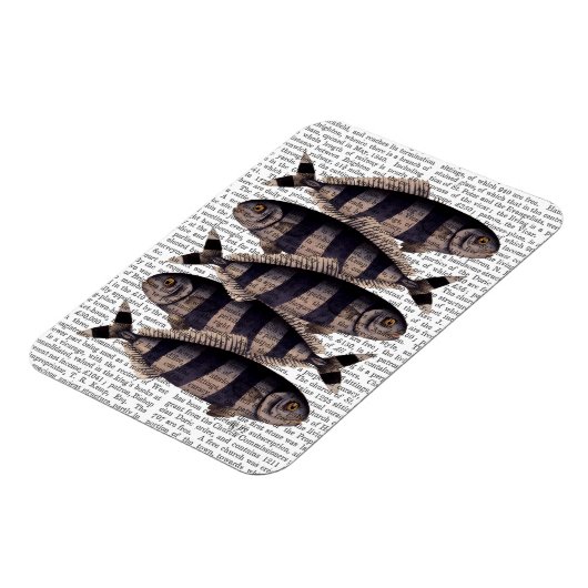 Fünf gestreifte Fische Magnet (Linke Seite)