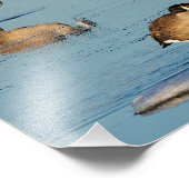 Fünf Goosestepping Kanada Gänse Fotodruck (Ecke)