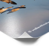 Fünf Goosestepping Kanada Gänse Fotodruck (Ecke)