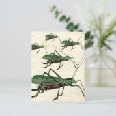 Fünf grüne Grasshopper oder Katydids Postkarte (Stehend Vorderseite)