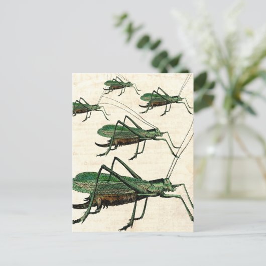 Fünf grüne Grasshopper oder Katydids Postkarte (Stehend Vorderseite)
