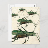 Fünf grüne Grasshopper oder Katydids Postkarte (Vorne/Hinten)