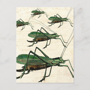 Fünf grüne Grasshopper oder Katydids Postkarte
