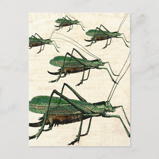Fünf grüne Grasshopper oder Katydids Postkarte (Vorderseite)