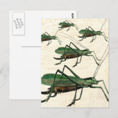 Fünf grüne Heuschrecken oder Laubheuschrecken Postkarte (Vorne/Hinten)