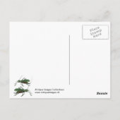 Fünf grüne Heuschrecken oder Laubheuschrecken Postkarte (Rückseite)