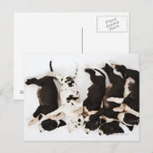 Fünf Harlequin Great Dane Welpen, die in Postkarte (Vorne/Hinten)