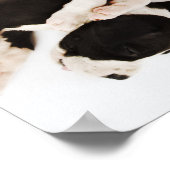 Fünf Harlequin Great Dane Welpen schlafen Poster (Ecke)